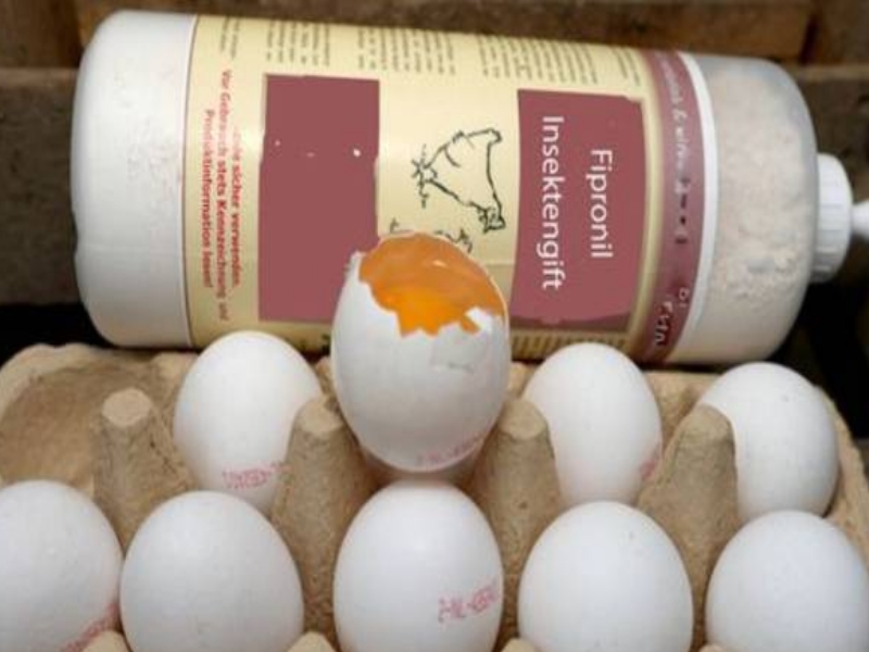 Uova e derivati al fipronil, ancora segnalazioni del Ministero della salute e di RASFF